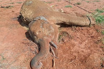 FOTO: Seekor Gajah Sumatera Mati di Aceh Jaya