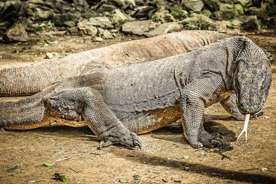 Bukan dari Indonesia, Peneliti Klaim Komodo Justru Berasal dari Australia
