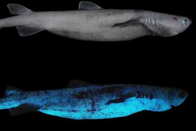 Penemuan Menakjubkan 3 Spesies Hiu Glow In The Dark di Selandia Baru