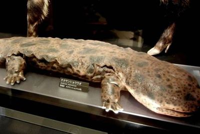 Yuzumaru, Salamander Raksasa Jepang Dikabarkan Telah Mati