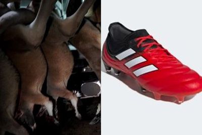 Ngeri! Ada 2 Juta Kanguru yang Dibantai untuk Dijadikan Sepatu Bola Setiap Tahunnya