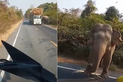 Momen Gajah Malang Menghentikan Truk Membawa Tebu karena Kelaparan