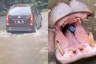 Pengunjung Taman Safari Bogor Beri Sampah ke Kuda Nil, Netizen: Pelaku Sudah Ditangkap