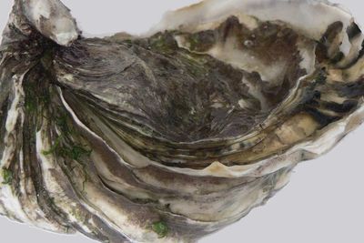 Penemuan Kerang Raksasa Langka Ilegal Seharga Rp 47 Miliar di Filipina, Wow!