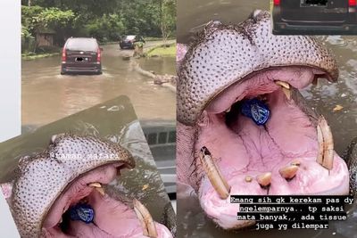 Kasihan, Mulut Kuda Nil Ini Dilempar Sampah Botol Plastik di Taman Safari