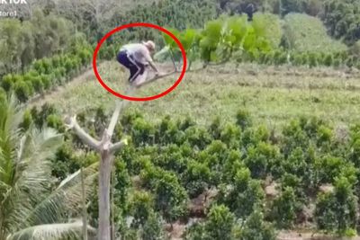 Viral Aksi Penebang Pohon Bikin Netizen Merinding: Dia yang Manjat Gue yang Gemeter!