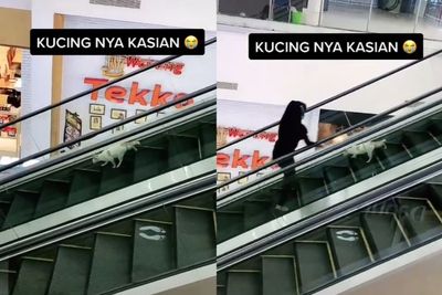 Viral Kucing Terjebak di Eskalator Mall Gara-Gara Salah Naik, Begini Endingnya
