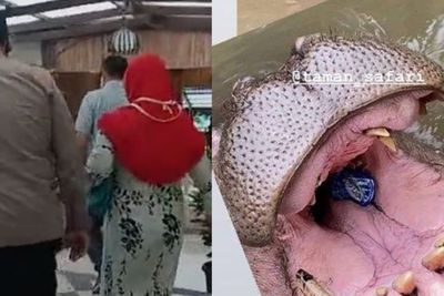Ini Sosok Pelaku Pelempar Botol Plastik ke Mulut Kuda Nil di TSI: Saya Memohon Maaf