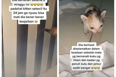 Kisah Seekor Anak Kucing Bertahan 2 Minggu di Balik Tembok, Proses Evakuasi Bikin Sedih