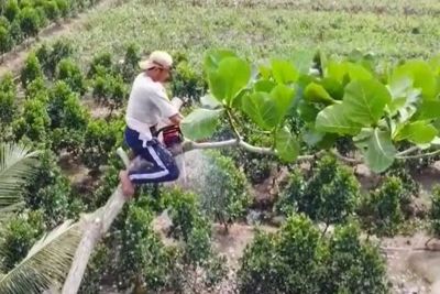 Momen Menegangkan Pria Tebang Pohon Tinggi, Bikin Netizen Lemas