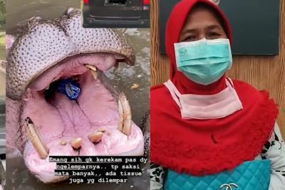 Wanita Viral yang Lempar Botol Plastik ke Kuda Nil Dilaporkan Polisi