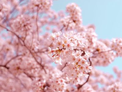 Bunga Sakura Bermekaran di Jepang, Berikut Lokasi yang Bisa Dikunjungi
