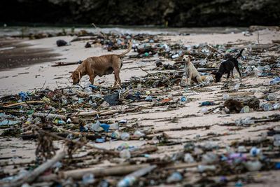 FOTO: Tumpukan Sampah di Pantai Pink Lombok