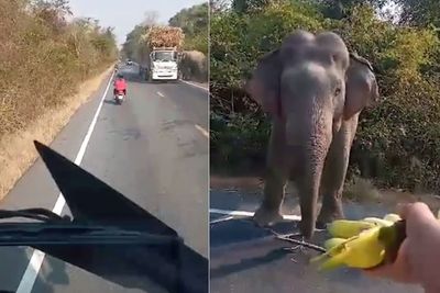 Momen Gajah Lapar Hentikan Truk Pembawa Tebu, Reaksi Sopir Bikin Salut