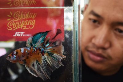 FOTO: Budi Daya Ikan Cupang di Madiun