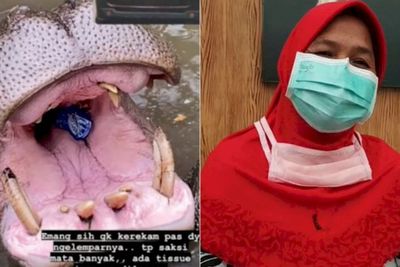 Usai Diperiksa Polisi, Wanita Pelempar Sampah ke Mulut Kuda Nil Dipulangkan
