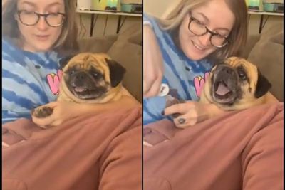 Video Momen Lucu Saat Anjing Teriak Akting Pura-pura Takut Kukunya Dipotong
