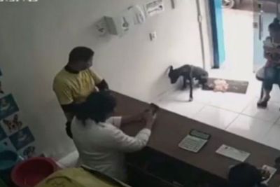 Pintar, Anjing Liar Ini Masuk ke Klinik Hewan untuk Mendapatkan Perawatan karena Terluka