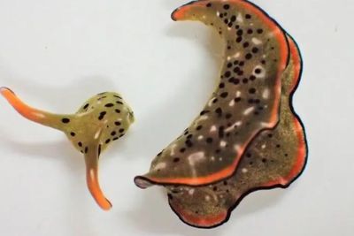 Siput Laut Bisa Memotong Kepalanya Sendiri dan Menumbuhkan Tubuh Baru, Ilmuwan Tak Percaya