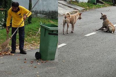 Kisah Petugas Kebersihan yang Mengaku Selalu Dilindungi Anjing Liar saat Bekerja