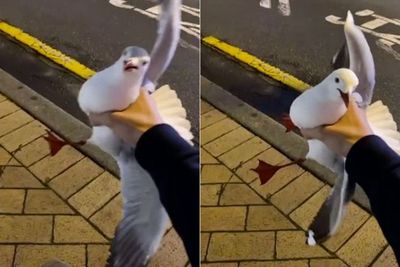 Pria Ini Dikecam Setelah Video TikTok-nya Menangkap Burung Camar Viral