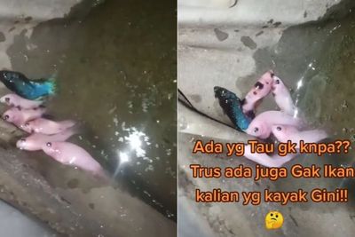 Ikan Cupangnya Suka Menepi, Orang Ini Bingung: Ada yang Tau Kenapa?