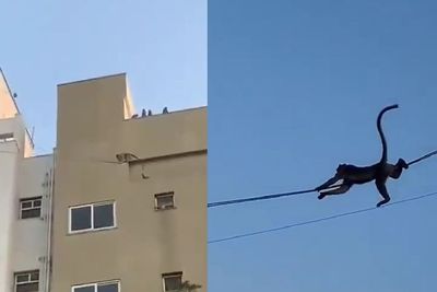 Aksi Para Monyet Jadikan Kabel Listrik untuk Wahana Perosotan dari Atas Gedung, Seru!
