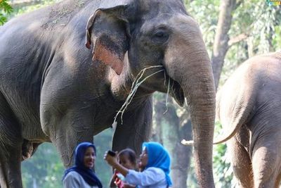 Asik, Ragunan Jakarta Kembali Dibuka, Warga di Luar DKI Bisa Berkunjung!