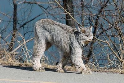 Lynx Si Kucing Besar Introvert , Tertangkap Kamera Jalan-jalan di Pemukiman Warga Kanada