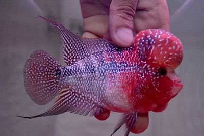 FOTO: Budi Daya Ikan Hias di Garut