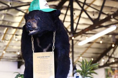 Elizabeth Banks Jadi Sutradara Film Universal Pictures Berjudul Cocaine Bear