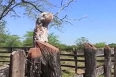Awalnya Dikira Batang Pohon Ternyata Burung Hantu Besar, Wanita Ini Kaget