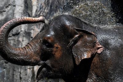 FOTO: Taman Margasatwa Ragunan Kembali Dibuka