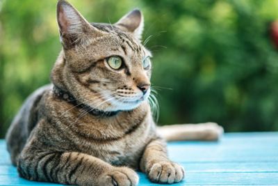 Cerita Awal Mula Kucing Liar Disayangi Penduduk Istanbul Turki