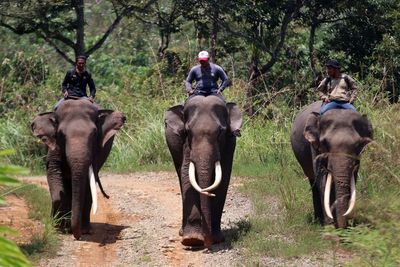 FOTO: Patroli Konflik Gajah di Aceh