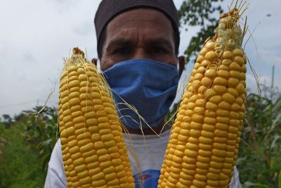 FOTO: Tanaman Jagung Diserang Ulat Grayak