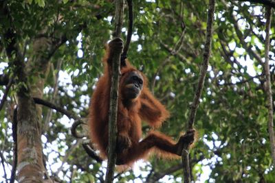 FOTO: Orangutan Sumatra di Kawasan Ekosistem Leuser