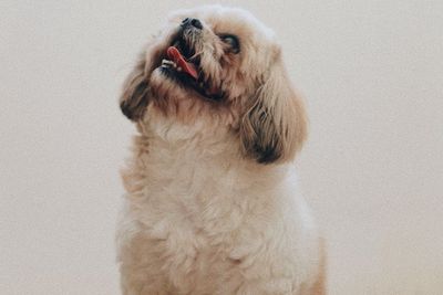 Hilang Selama 13 Tahun, Anjing Peliharaan Ini Kembali dengan Selamat, Pemilik Terkejut