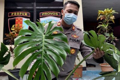 Curi Tanaman Hias Mahal dan Jual di Facebook, Warga Pontianak Terancam 7 Tahun Penjara