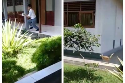 Pelajar SMA Ini Lari saat Lihat Kucing Oren, Kenapa Ya?