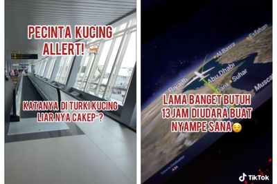 Gabut ! Pria Ini Rela Terbang 13 Jam Hanya untuk Buktikan Kucing Liar di Turki Bikin Gemoy