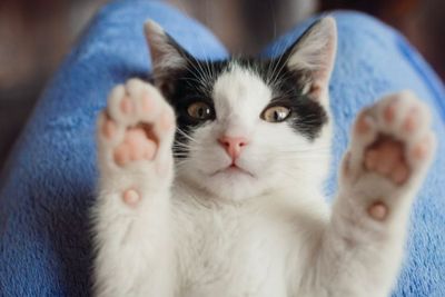 Benarkah Kucing Bisa Memprediksi Gempa Bumi?
