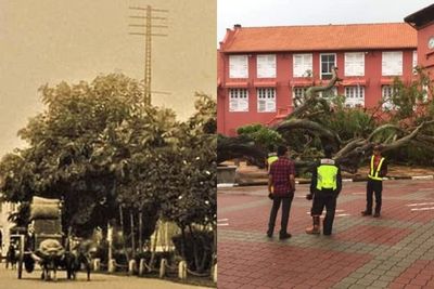Pohon Ikonik yang Berusia 127 Tahun Ini Tumbang Akibat Cuaca Buruk dan Hujan Lebat