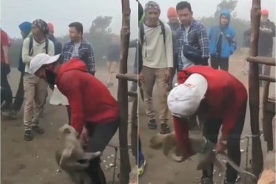 Seolah Ngerti Merek, Monyet Jambret Iphone di Gunung Lawu, Ngotot Tak Mau Mengembalikan