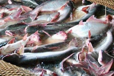 Ribuan Ikan Patin Warga Mati Mendadak, Tak Jauh dari Kolam ada Pengeboran oleh Pertamina