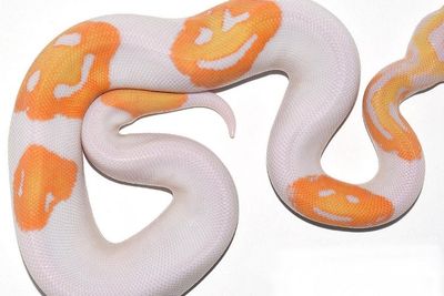 Ular Sanca Unik yang Punya Corak Emoji Senyum Ini Berhasil Terjual Rp87 Juta