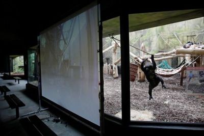 Tak Ada Pengunjung, Simpanse yang Bosan Habiskan 8 Jam untuk Zoom Satu Sama Lain