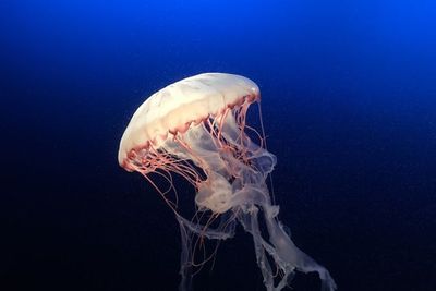 Ubur-ubur, Hewan Laut yang Tidak Bernapas dengan Insang Tapi Kulit