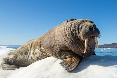 Penemuan Walrus Nyasar Sampai ke Irlandia, Ahli Sebut Gegara Ketiduran di Bongkahan Es