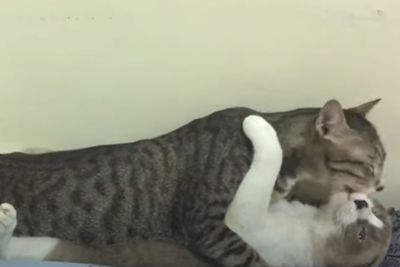Kucing Ini Tertangkap Basah oleh Pemiliknya Sedang Bercumbu di Atas Tempat Tidur